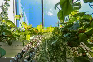 house plants below a large skylight window on a clear blue day